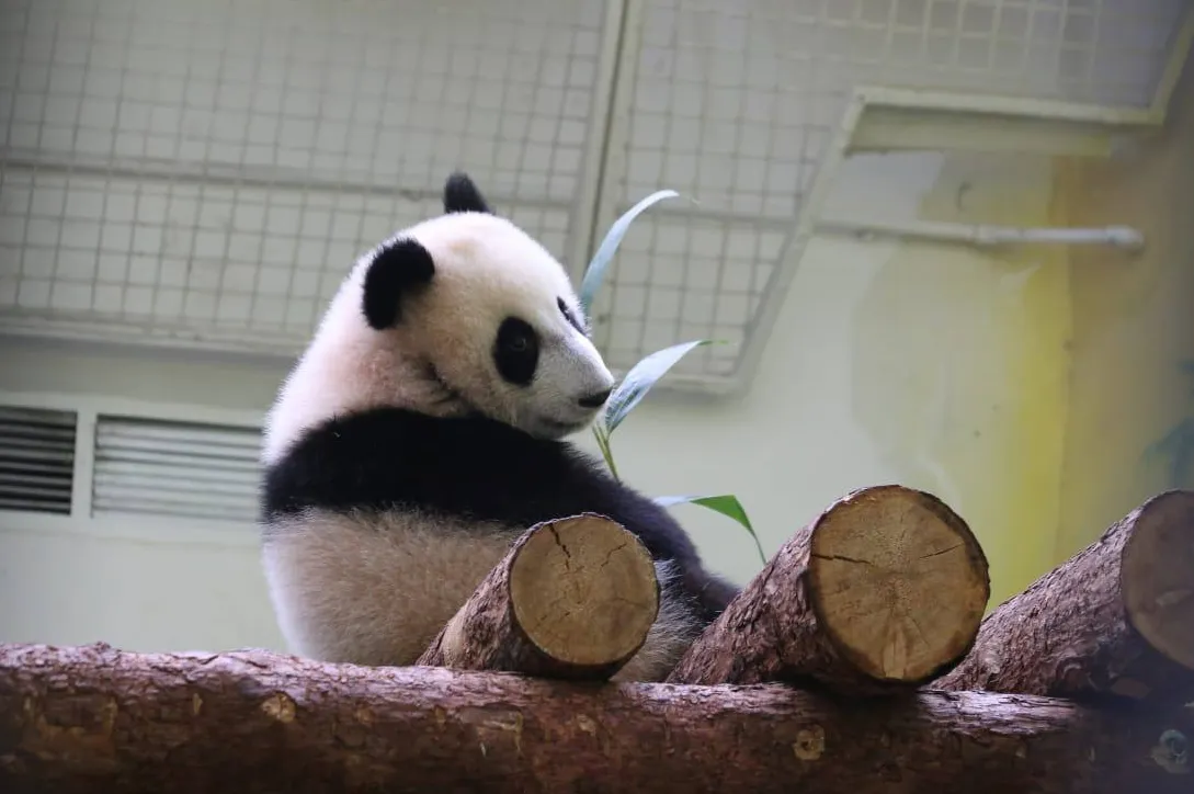 Зоопарк оценил шансы панды Катюши навсегда "прописаться" в России