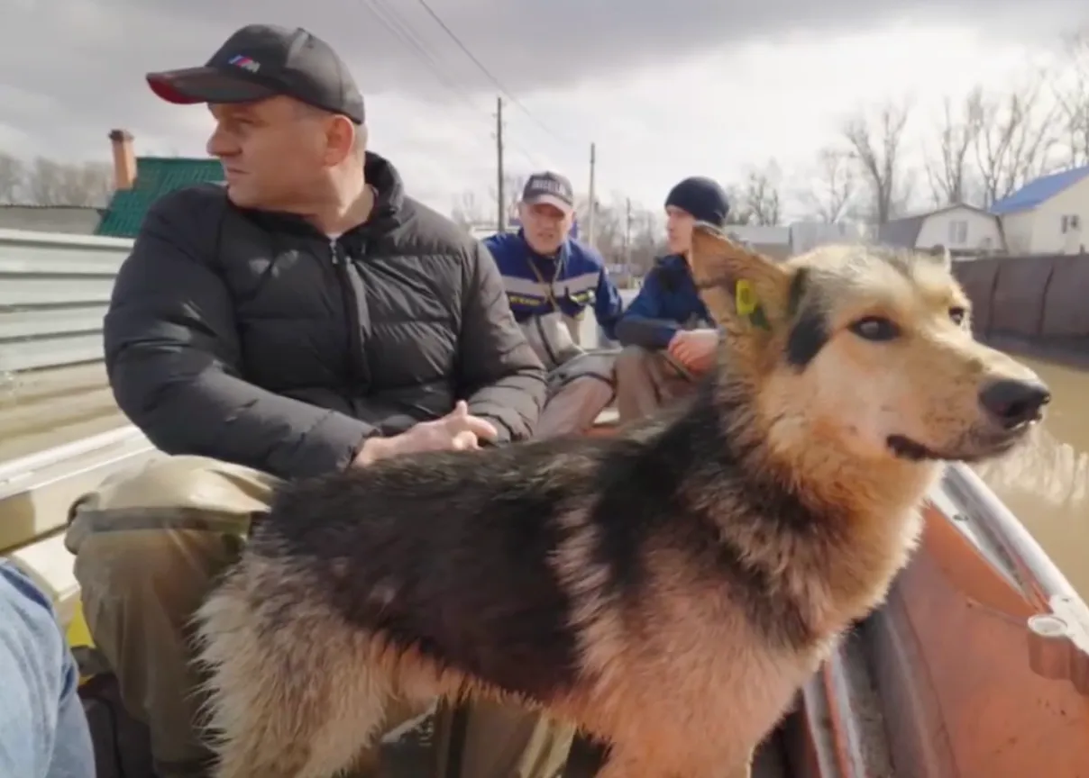 Мэр Оренбурга на лодке спас собаку во время паводка