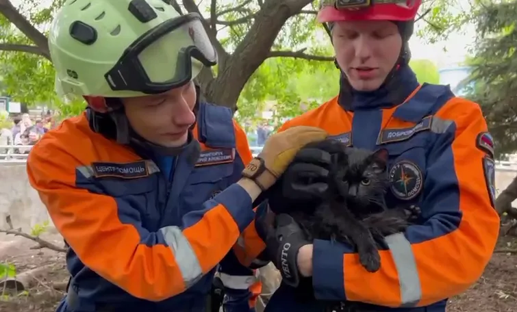 В Московском зоопарке сняли с дерева кота, который залез в вольер с волками