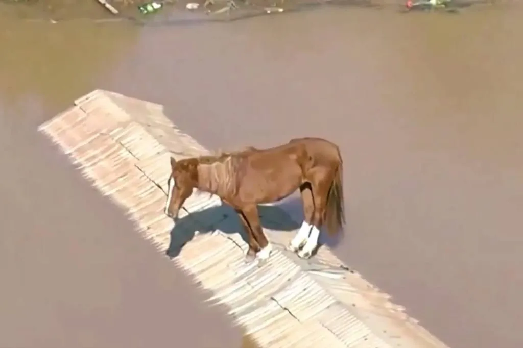 Карамело в плену: В Бразилии спасли лошадь, несколько дней просидевшую на крыше затопленного дома