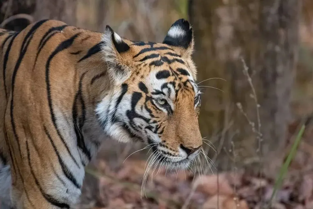 В Приморье ищут раненого тигра, который вынужден охотиться на собак