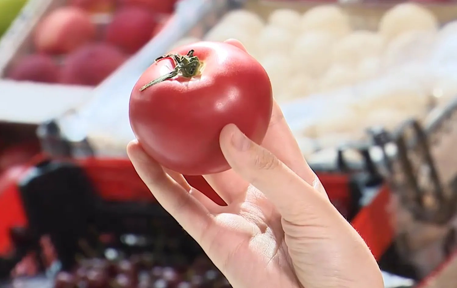 Множество нитратов: Употребление неспелого помидора оказалось чревато отравлением