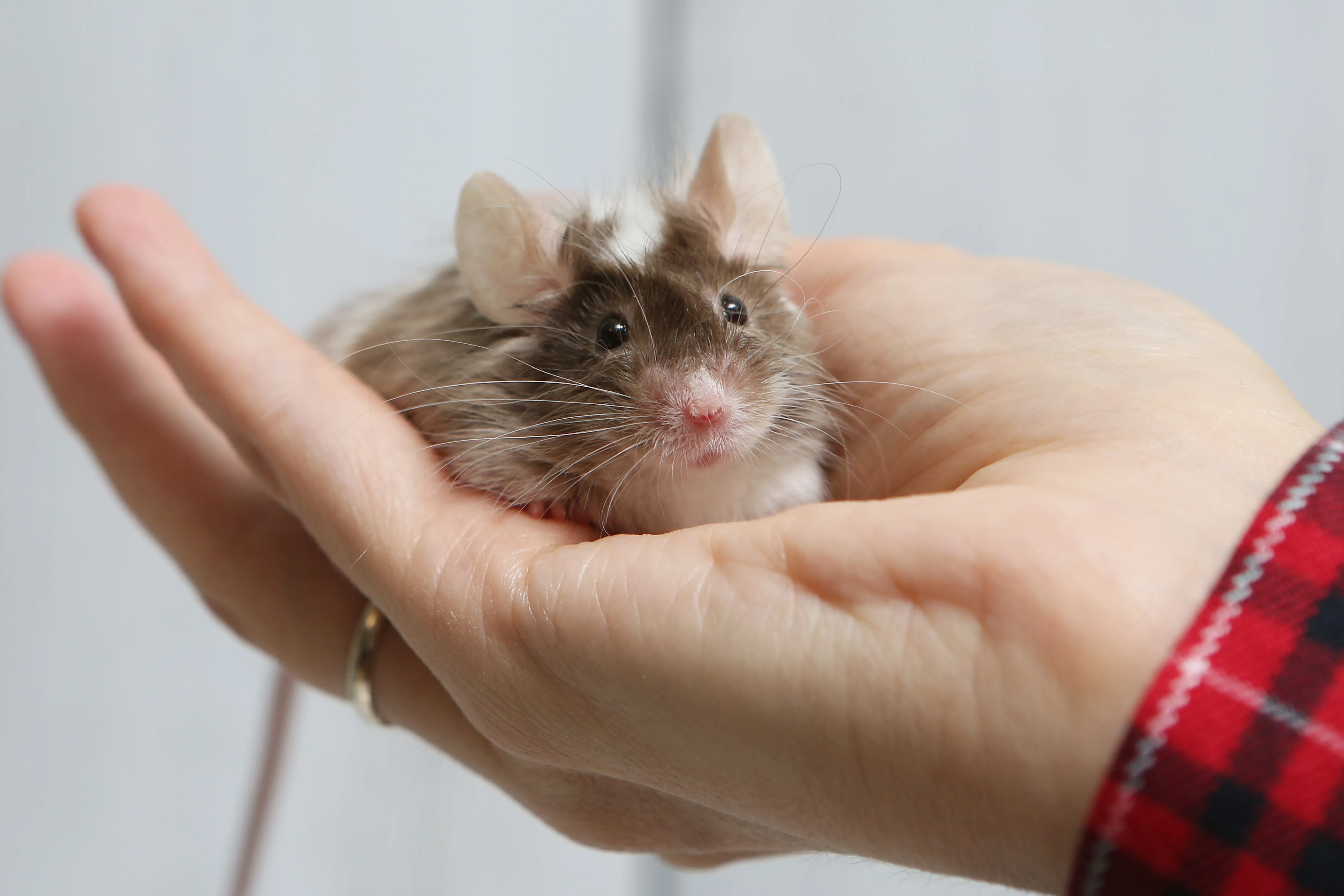 Россиянам назвали причины заражения крысиным гепатитом