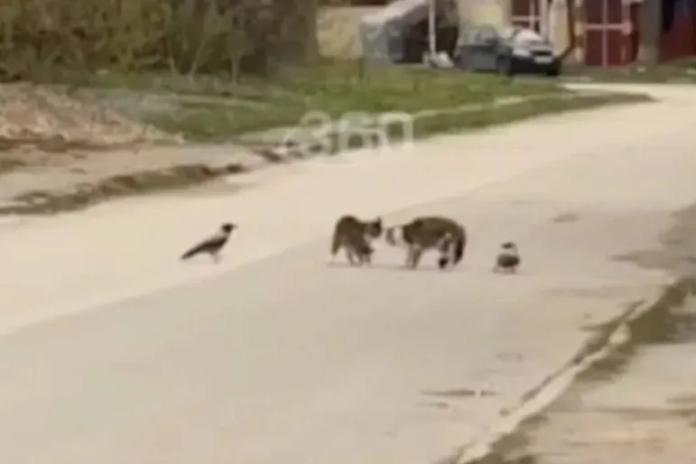 В Перми на видео сняли весенние разборки котов с воронами-секундантами