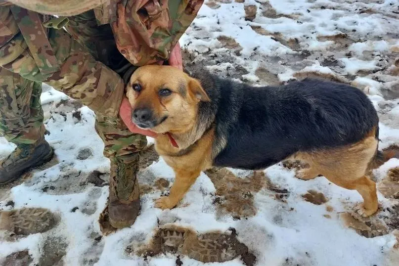 Два дня в дороге из зоны СВО: На Урале приютили собаку погибшего Героя России