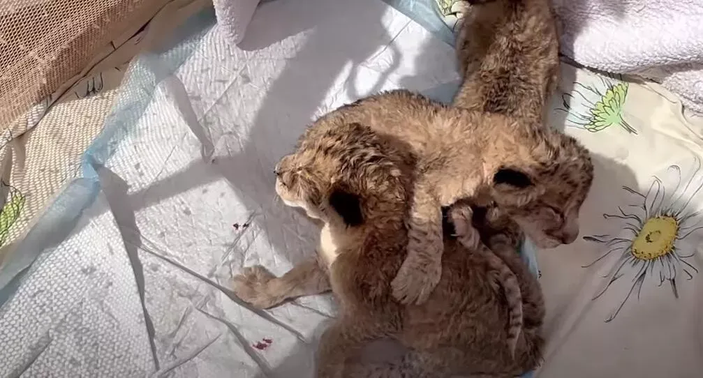 В сафари-парке "Тайган" в Крыму родились пять львят
