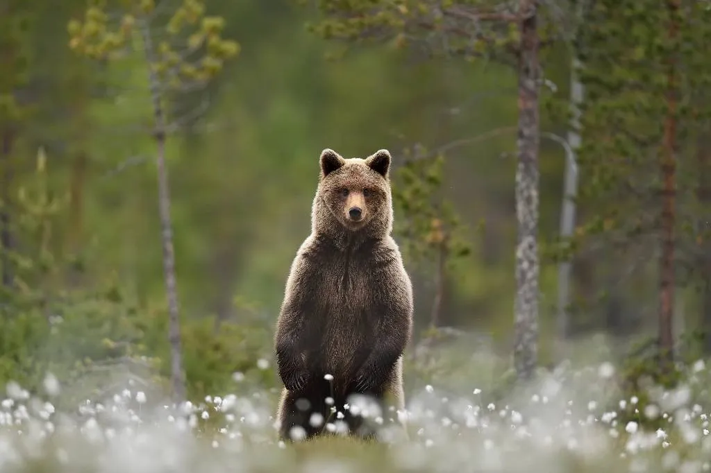 Власти Украины начали пугать медведями пытающихся покинуть страну уклонистов
