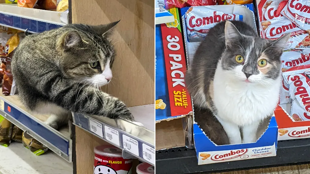 10 котов просто зашли в магазин, устроили захват сердечек и теперь там живут