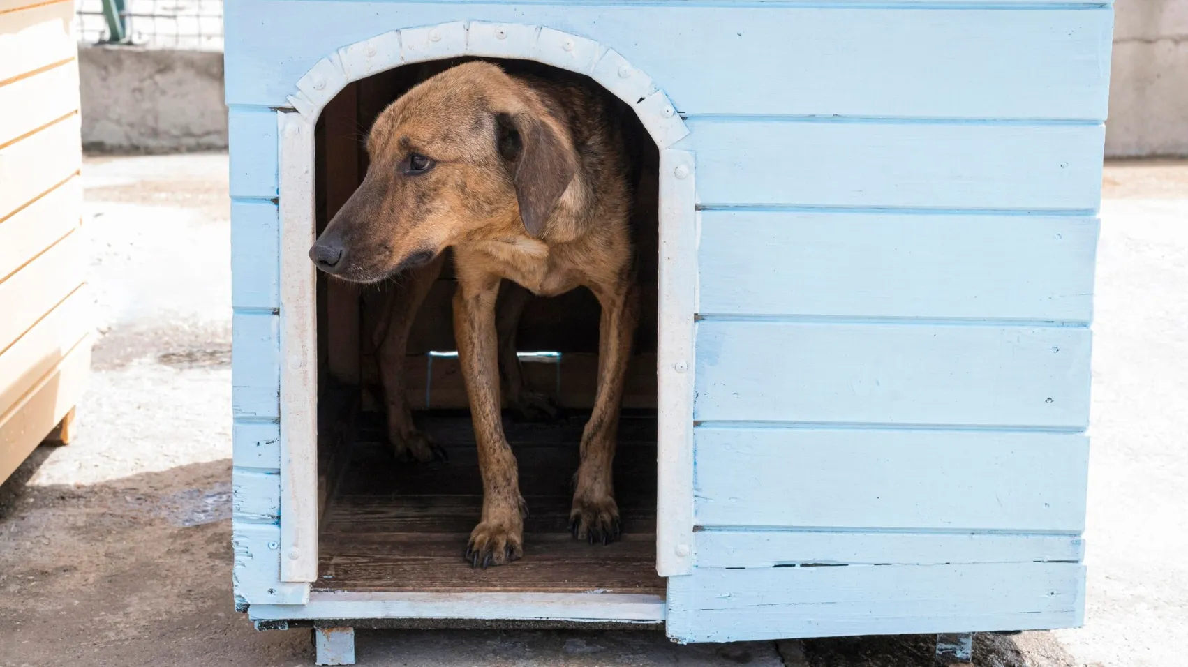 В Челябинской области многодетная женщина спряталась от приставов в собачьей конуре