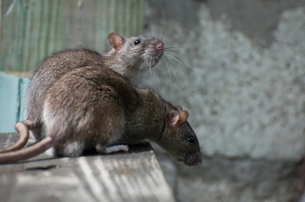 Названы домашние животные, которые могут переносить крысиный гепатит