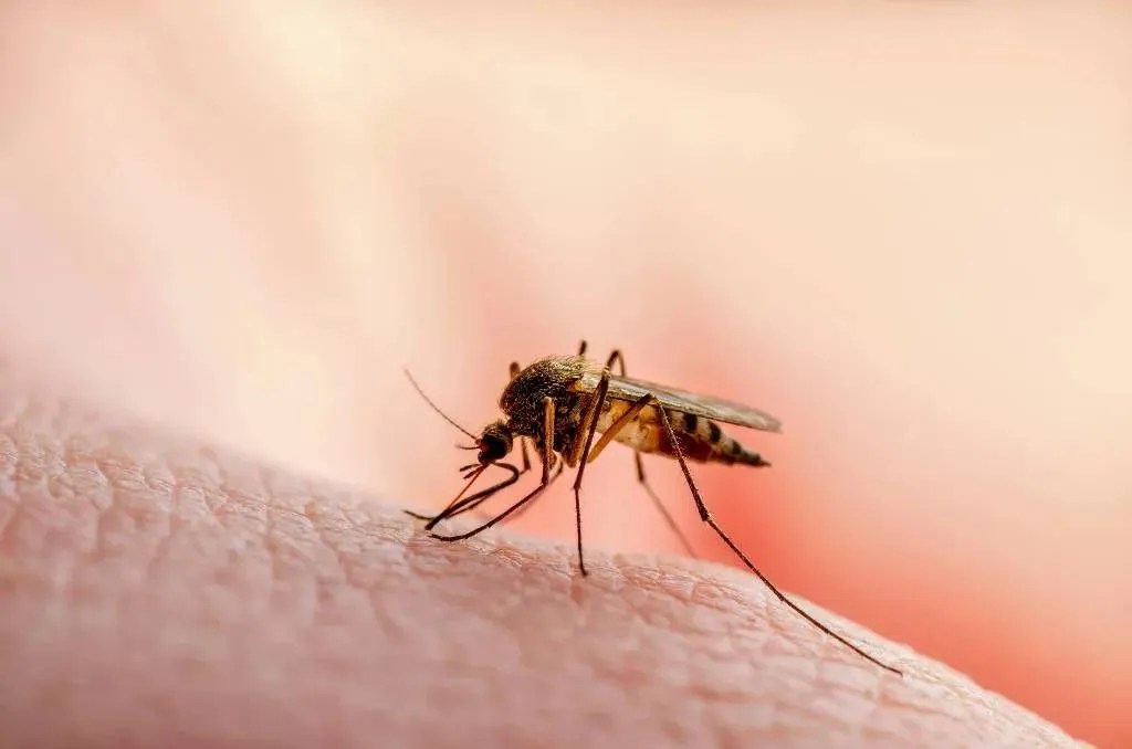 Биолог объяснил, могут ли комары передавать опасную ВИЧ-инфекцию