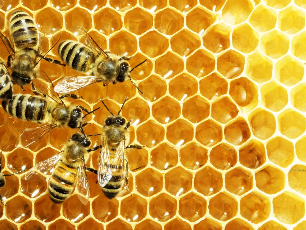 В День пчеловодства россиянам назвали самый полезный и бесполезный мёд