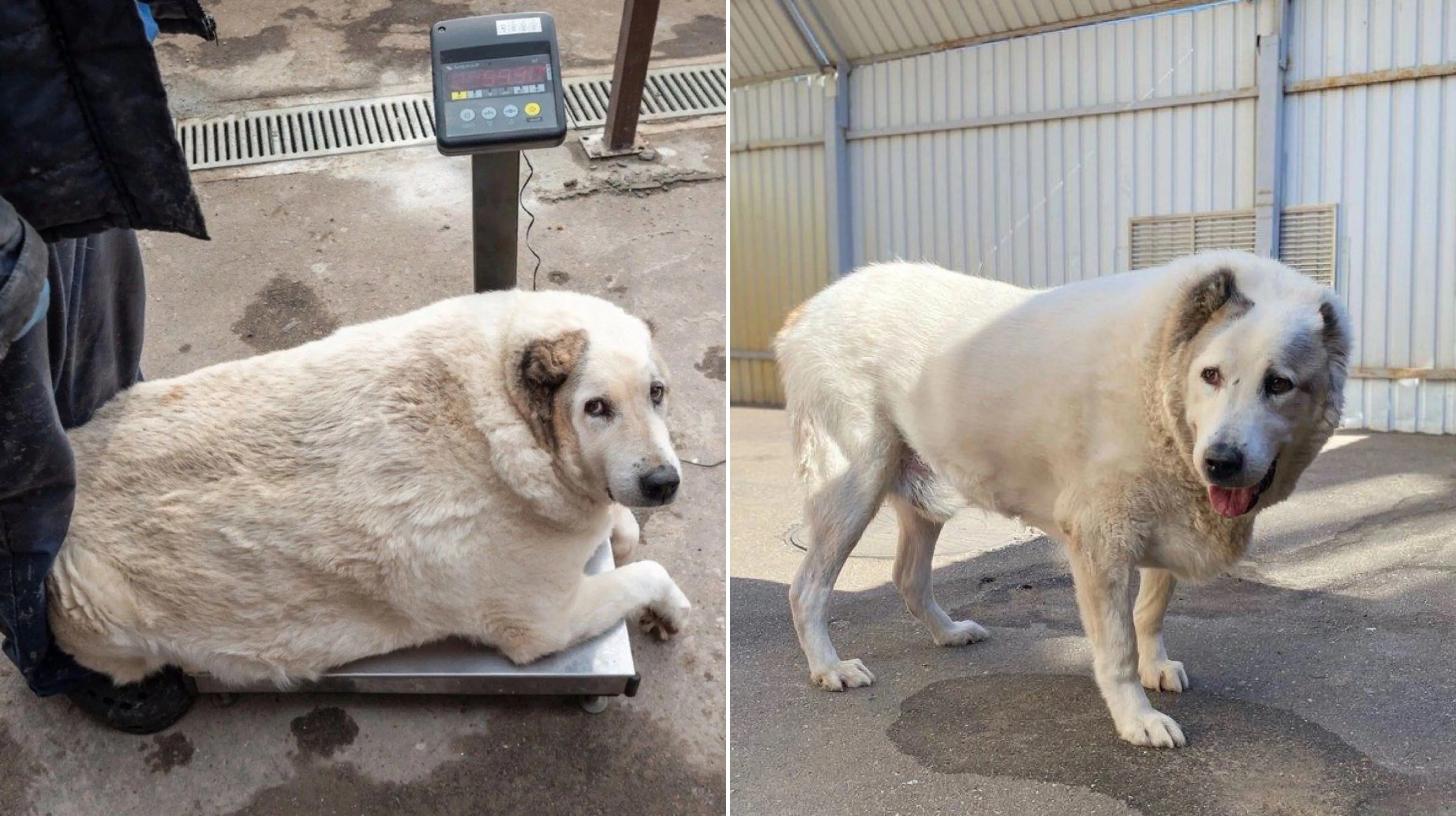 Опубликованы новые фото знаменитого пса Кругетса. Да, он похудел и больше не толстячок