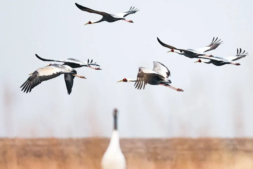 Орнитологи обнаружили, что птицы изменили маршрут миграции из-за конфликта на Украине