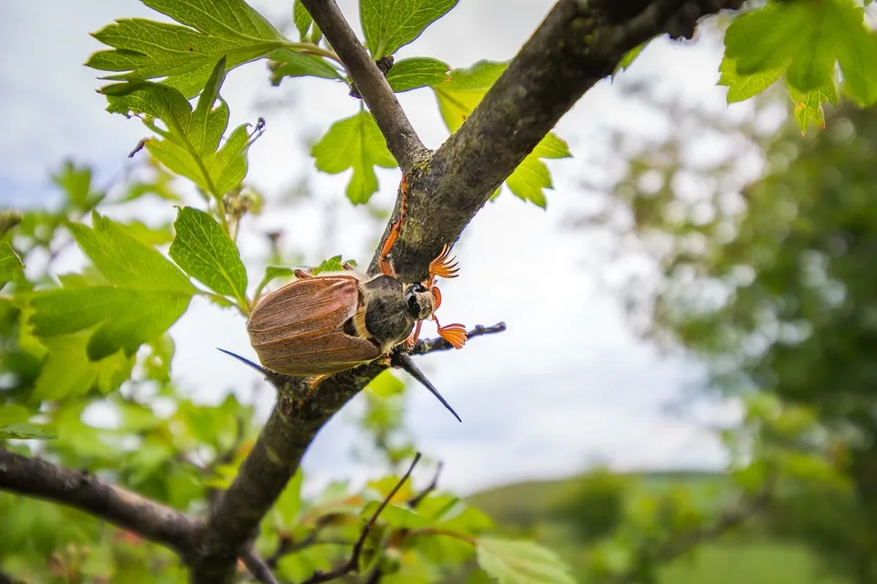 Заморозки не причём: Учёный пролил свет на загадочное исчезновение майских жуков в этом году