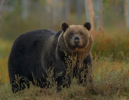 "Самый вежливый" медведь забрёл в коттедж под Москвой