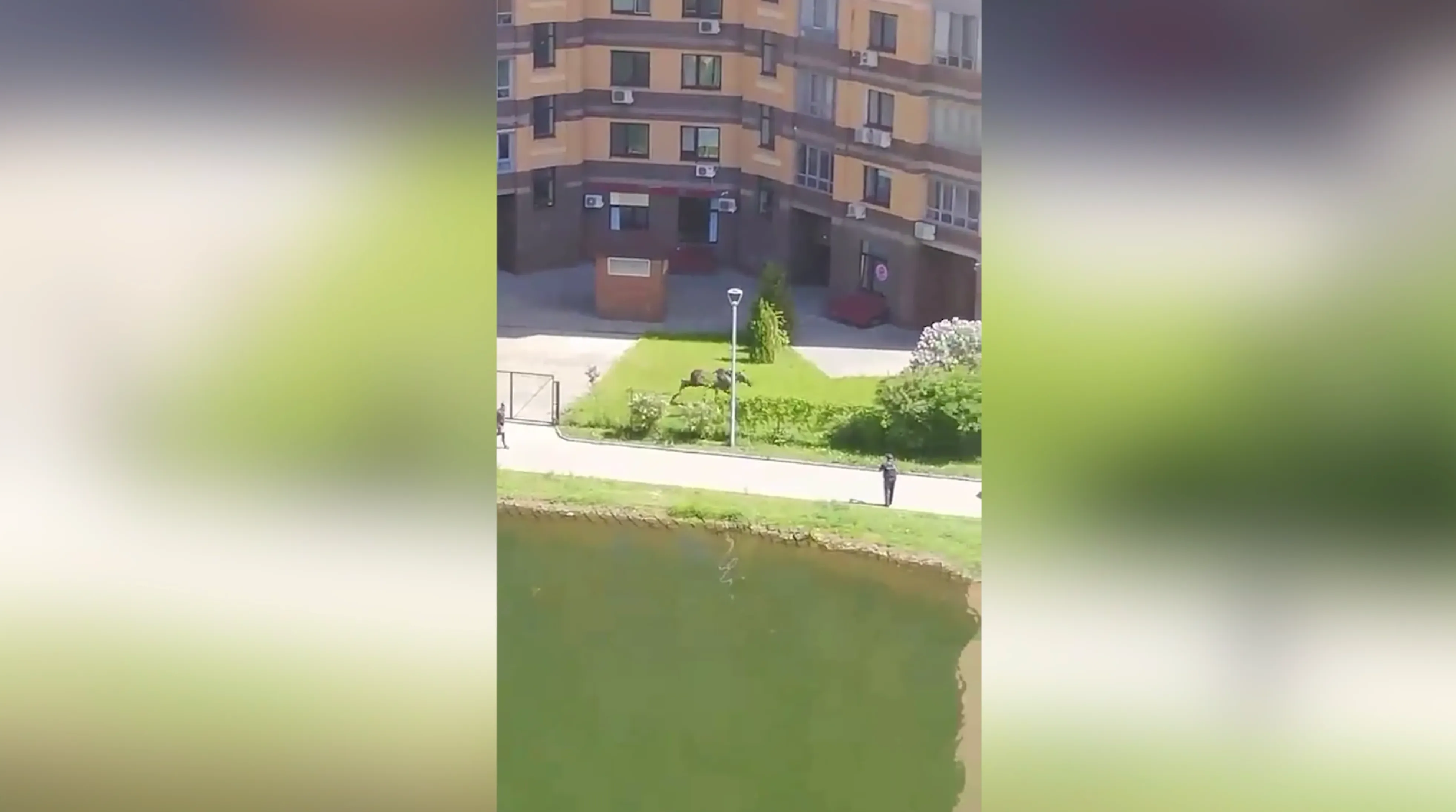 Лось, который сегодня открыл купальный сезон в Москве, отметился побегом от полиции