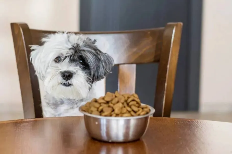 Что делать, если собака съела корм с кусочками металла? Ветеринар дала советы