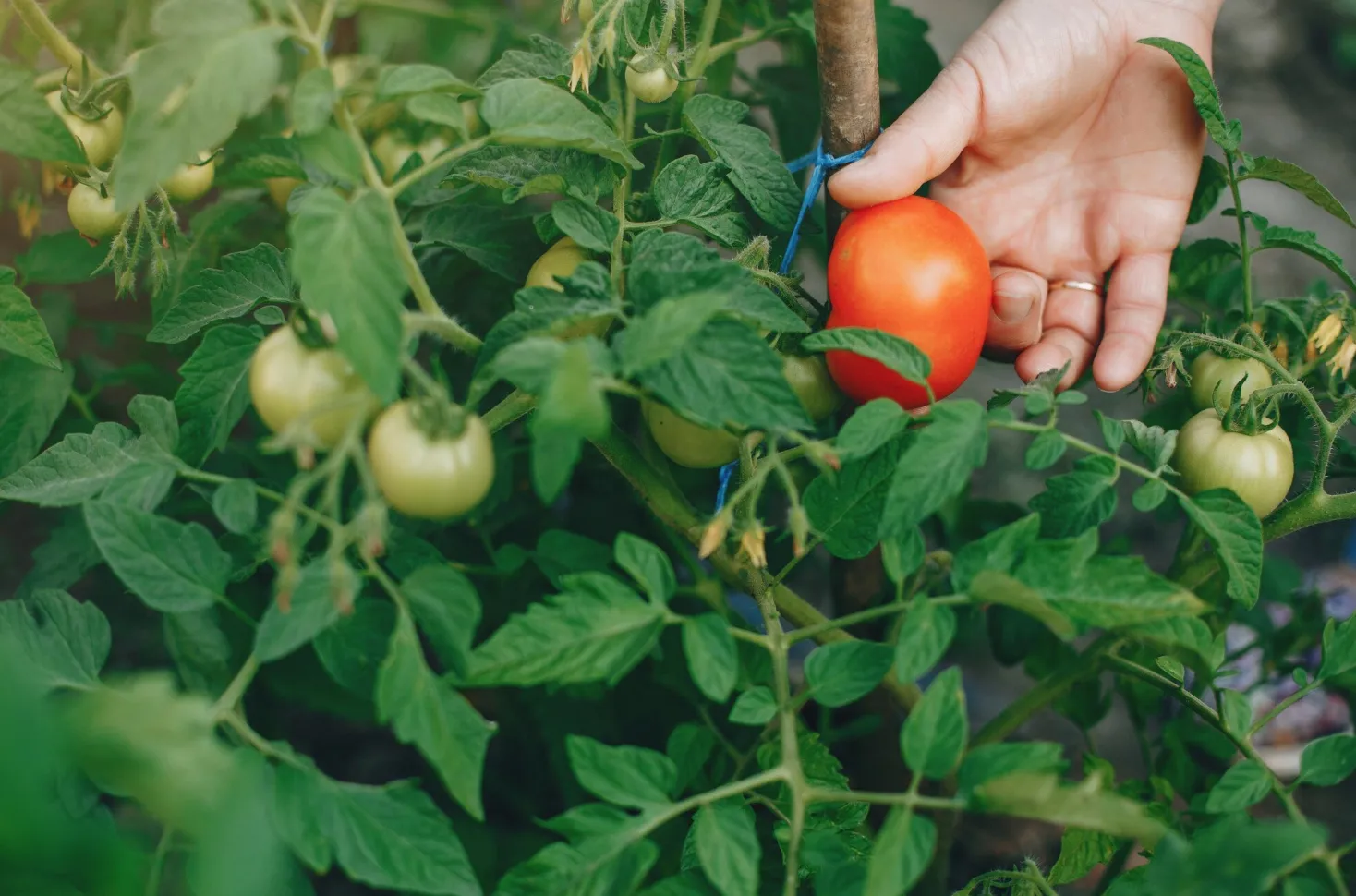 В Союзе дачников раскрыли, как правильно подвязывать помидоры, чтобы не остаться без урожая