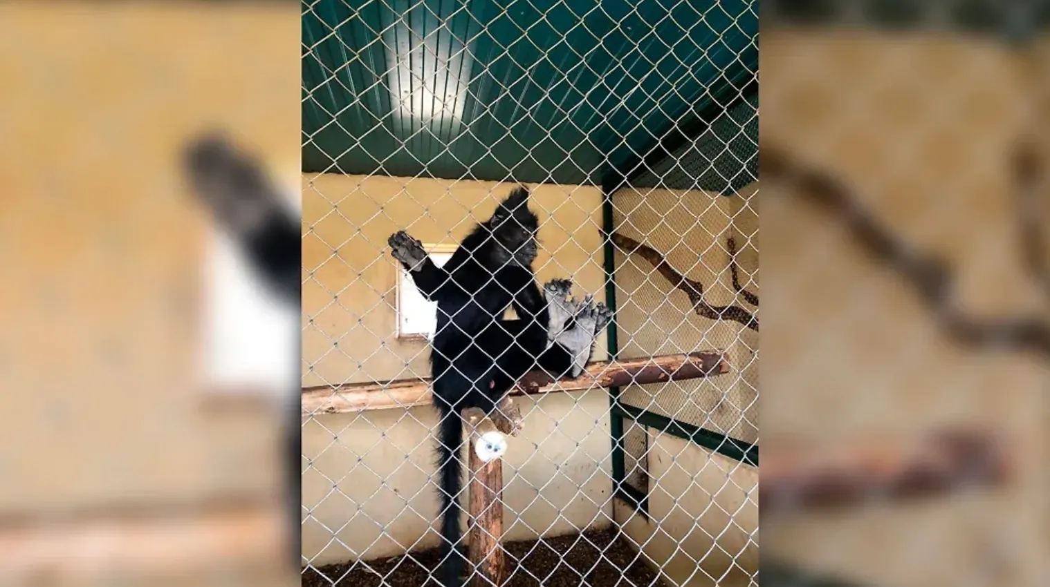 Питались резиной: Частный зоопарк в Москве заморил голодом обезьяну и двух аистов