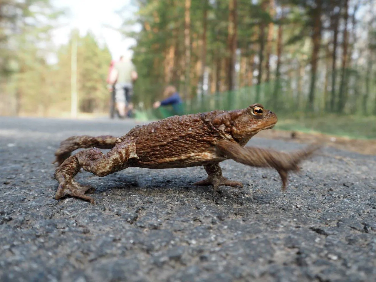 Волонтёры в Петербурге почти за два месяца вручную перенесли через дорогу более 17 тысяч жаб