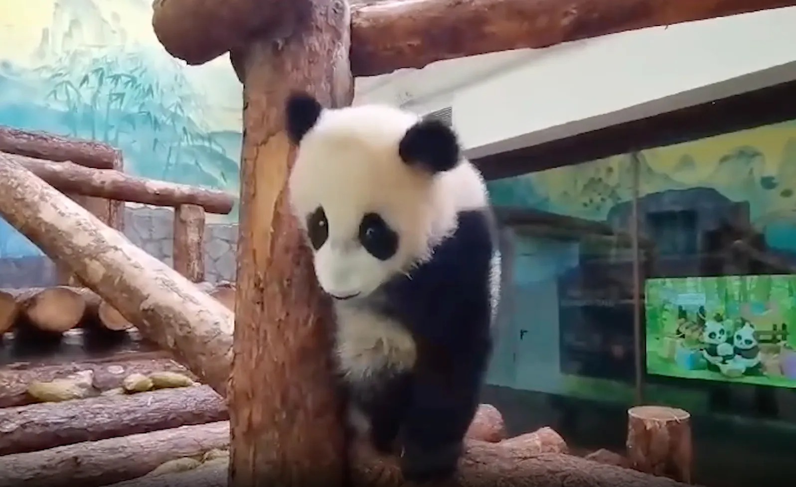 А вам слабо: Подросшая панда Катюша начала утро с опасных трюков на бревне