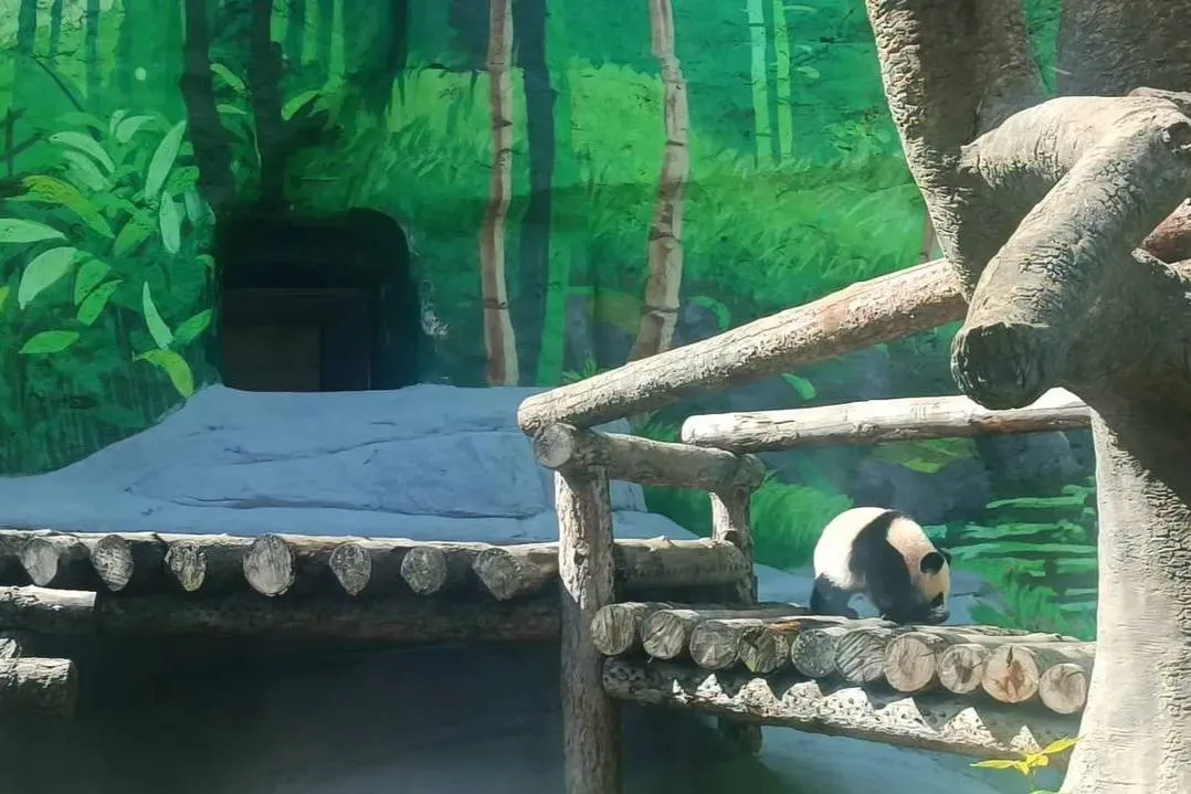 Смелая панда Катюша продолжает покорять уличный вольер