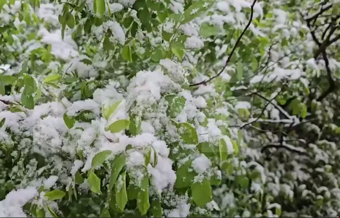 Припорошенные деревья: Москвичи встретили первый майский снег