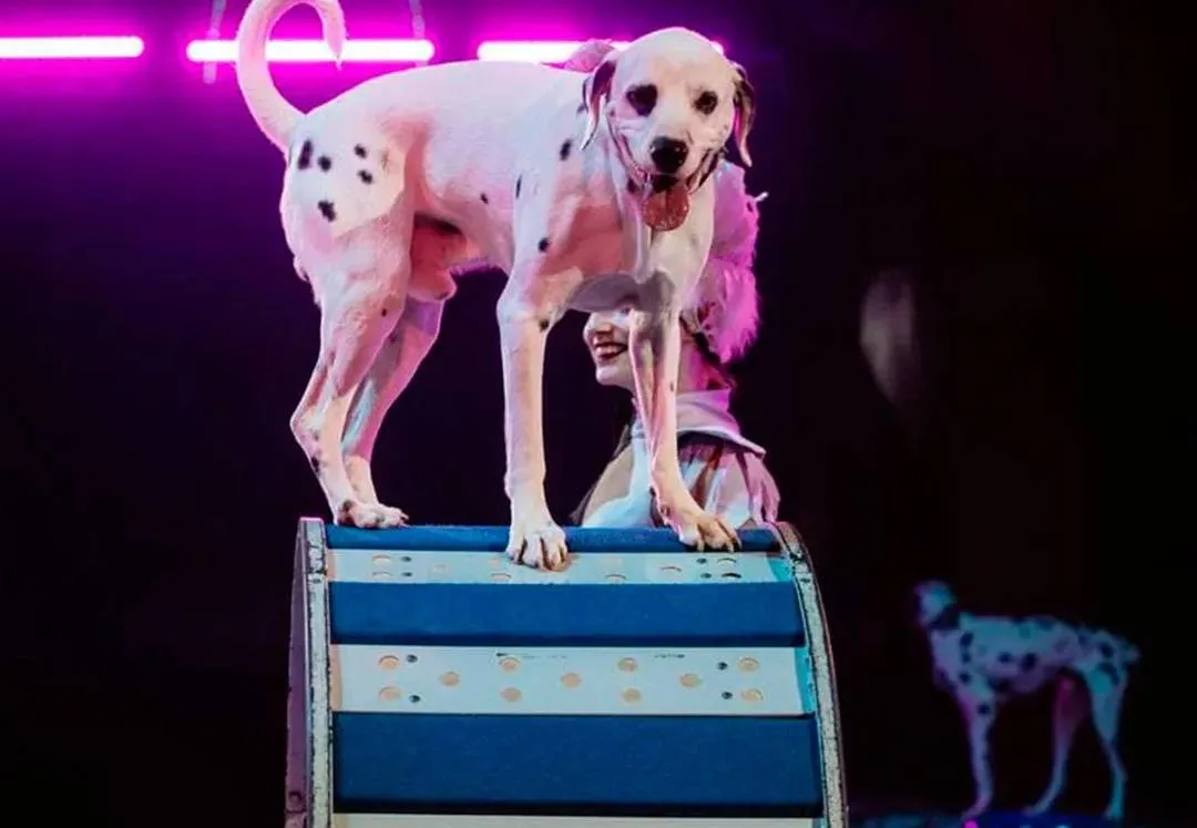 Московский цирк хочет выдворить на улицу 15 собак, в ситуацию уже вмешалась Госдума