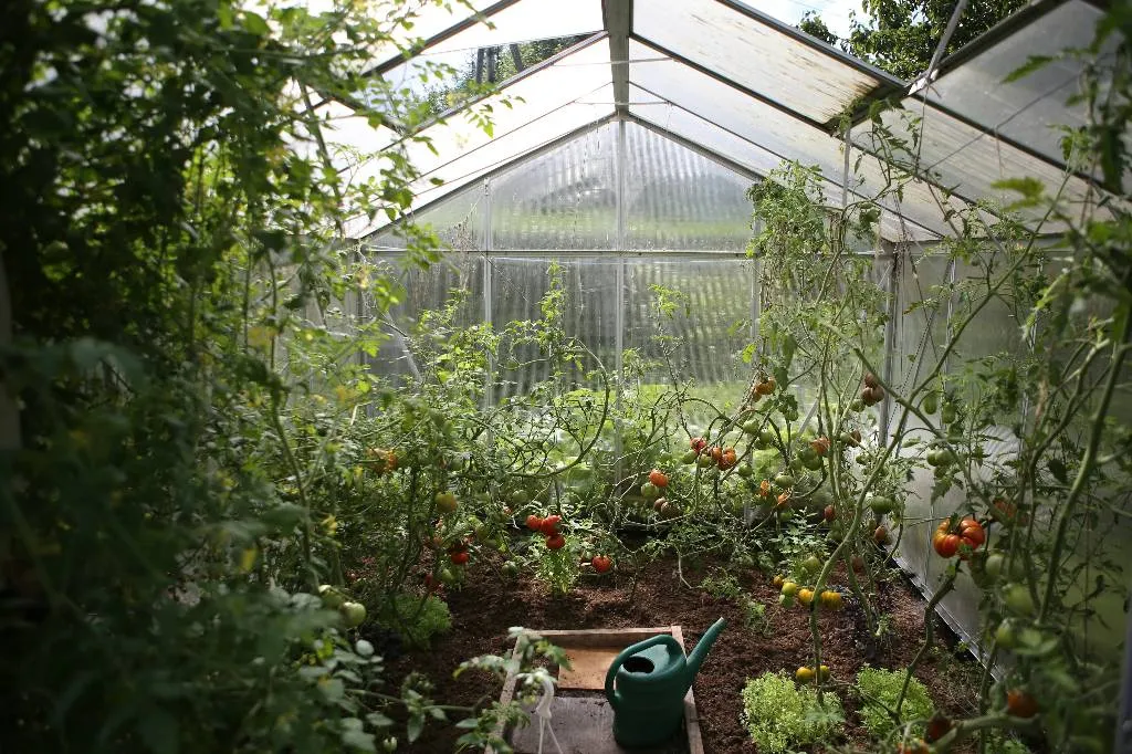 Отказ от химикатов или спасение урожая: Агроном поставил огородников перед сложным выбором