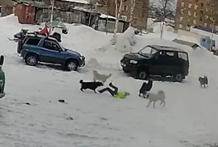 На помощь пришёл прохожий: Камера сняла, как под Красноярском стая собак чуть не растерзала девочку