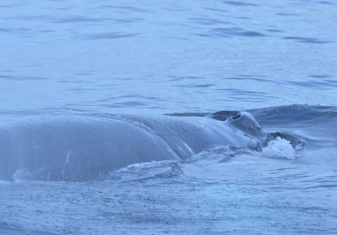 Росприроднадзор показал спасение кита, который плавал с "удавкой" на шее у Териберки