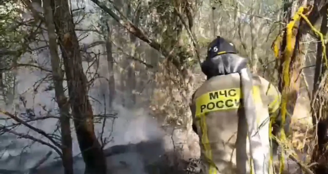 Площадь лесного пожара в Ростовской области выросла до 117 гектаров
