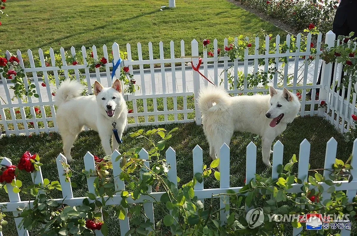 Совсем не Хатико: Ветеринар раскрыла особенность собак, которых Путину подарил Ким Чен Ын