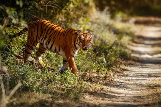 В Приморье водитель насмерть сбил семимесячного тигрёнка на трассе