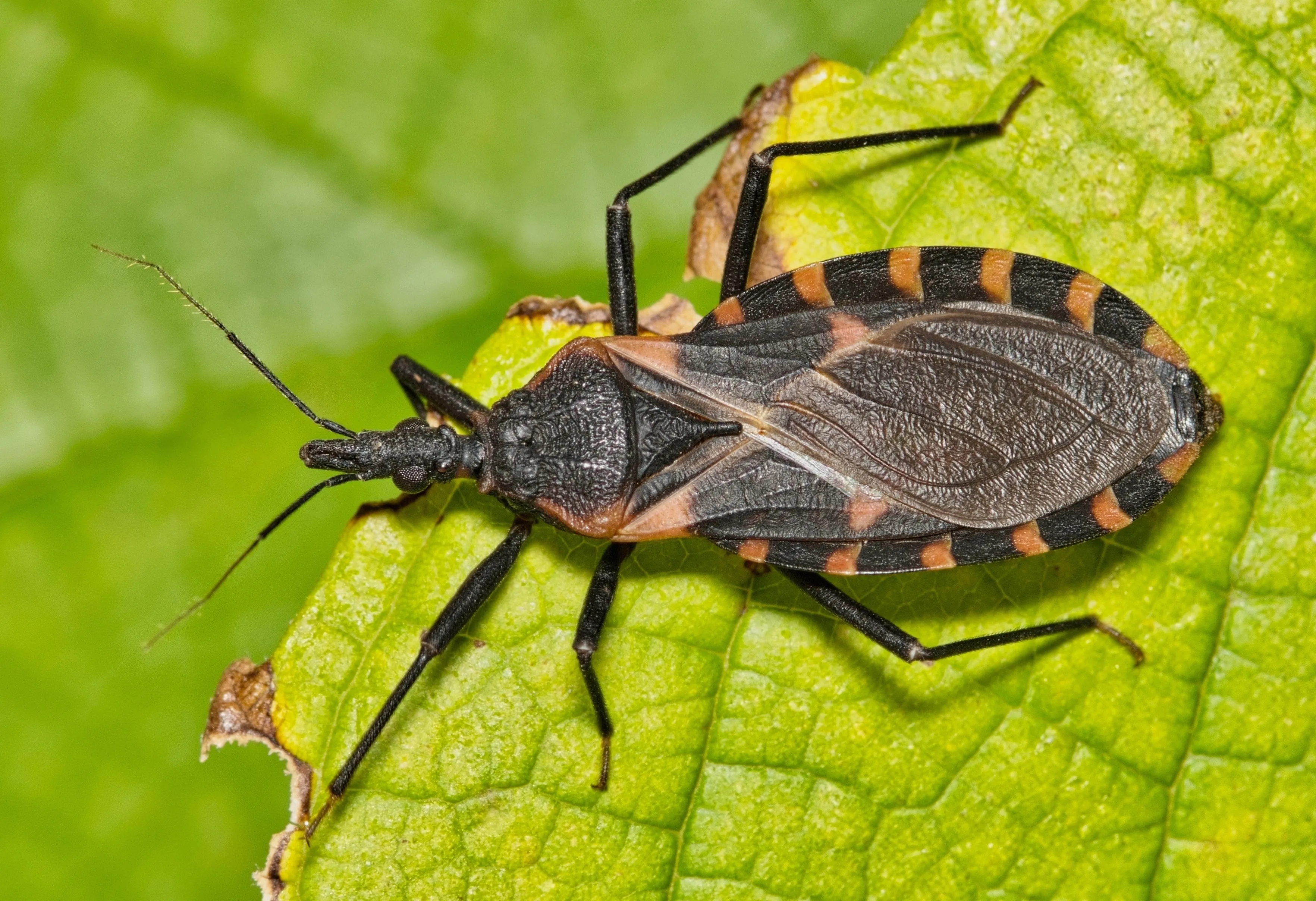 Причиной массовых нашествий насекомых-вредителей стало большое количество 