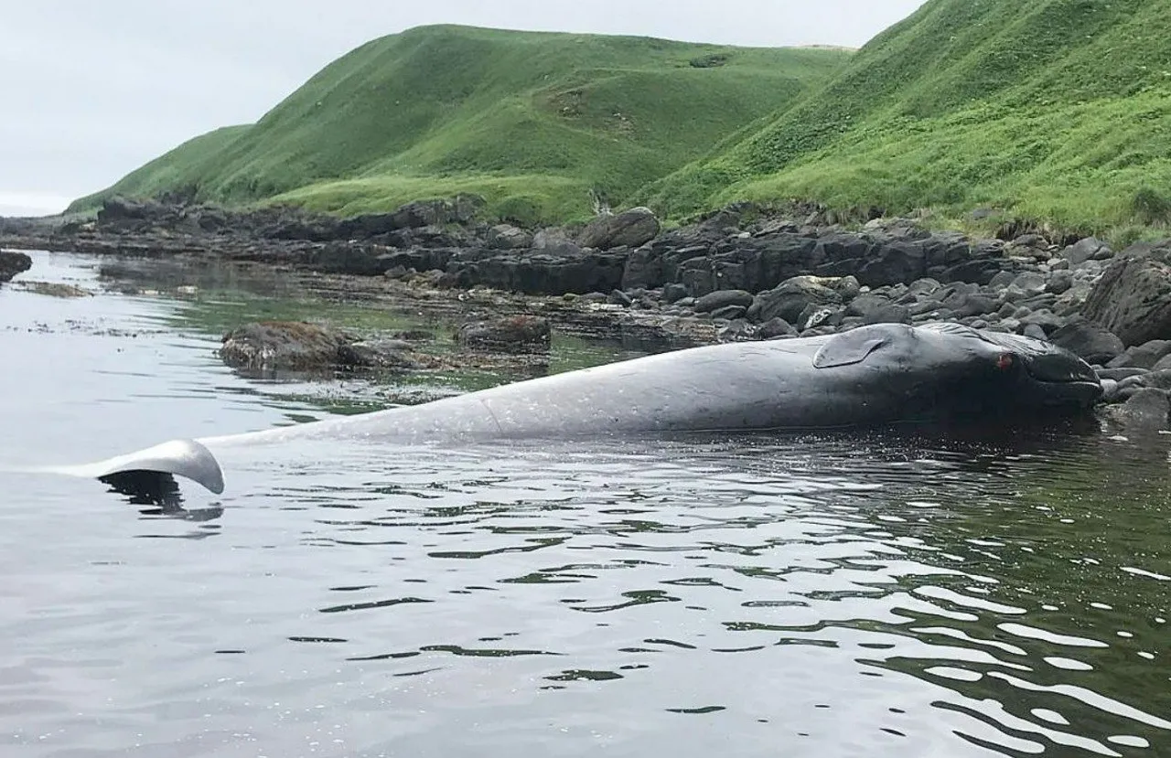 Израненного мёртвого кита вынесло на берег острова Итуруп