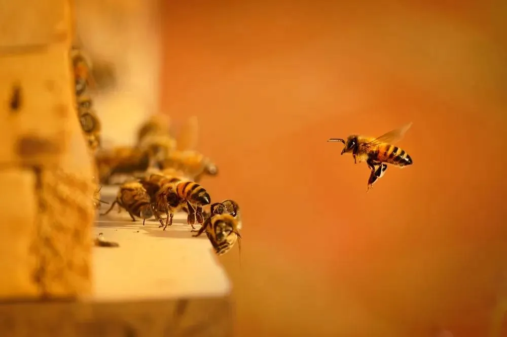 Среднерусские пчёлы могут исчезнуть из-за вируса, переносимого пчёлами-нелегалами