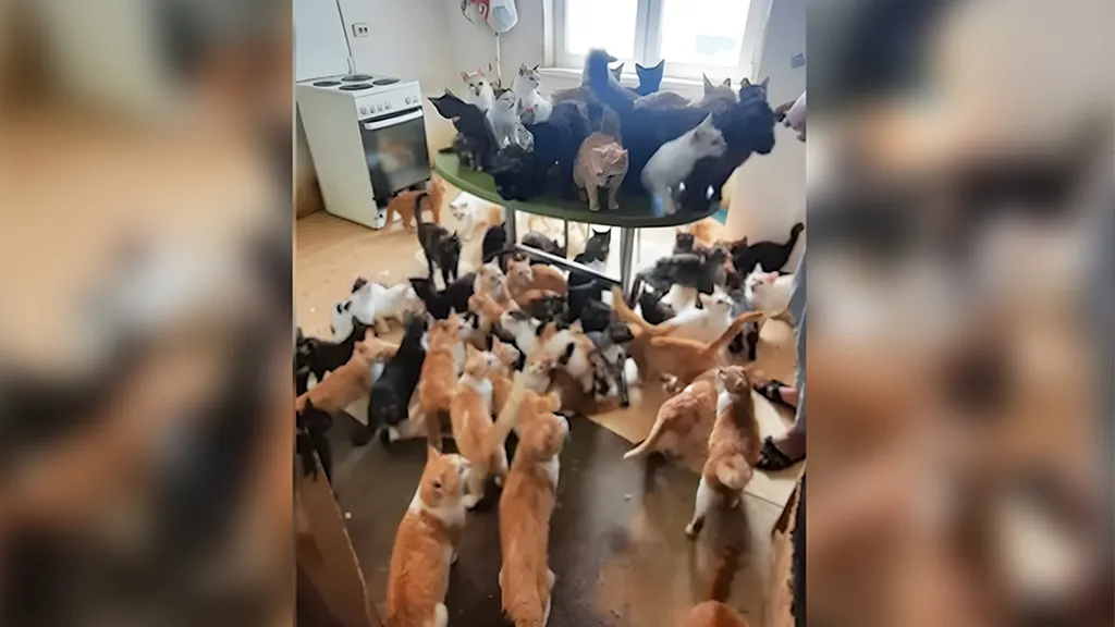 В Краснодаре зоозащитники нашли в запертой квартире полсотни голодных кошек 