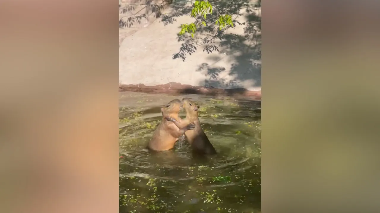 В Московском зоопарке показали купающихся капибар и рассказали, как животные спасаются от жары