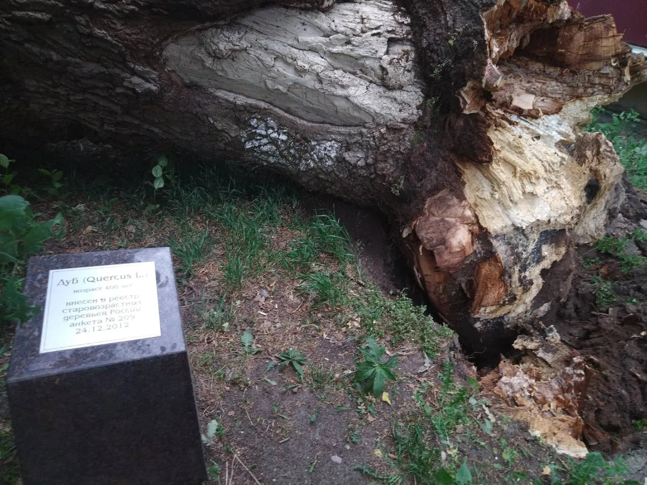 400-летний дуб не устоял перед силой мощнейшего ветра в Великом Новгороде