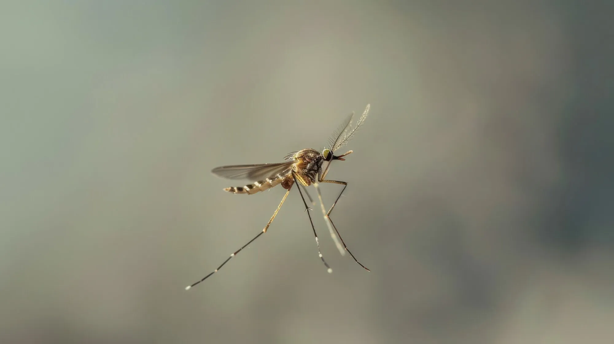 Биолог выбрал лучшее дедовское средство от комаров