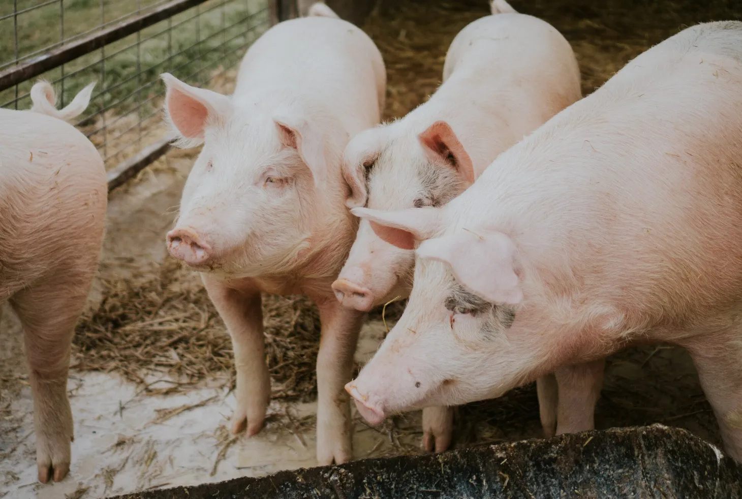 Режим ЧС из-за африканской чумы свиней ввели в одном из районов на Кубани