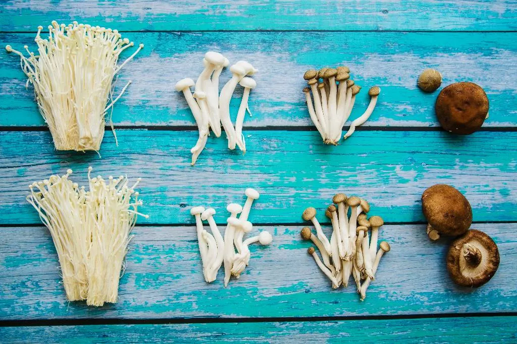 Обнаружены удивительные свойства грибов бороться с онкологией