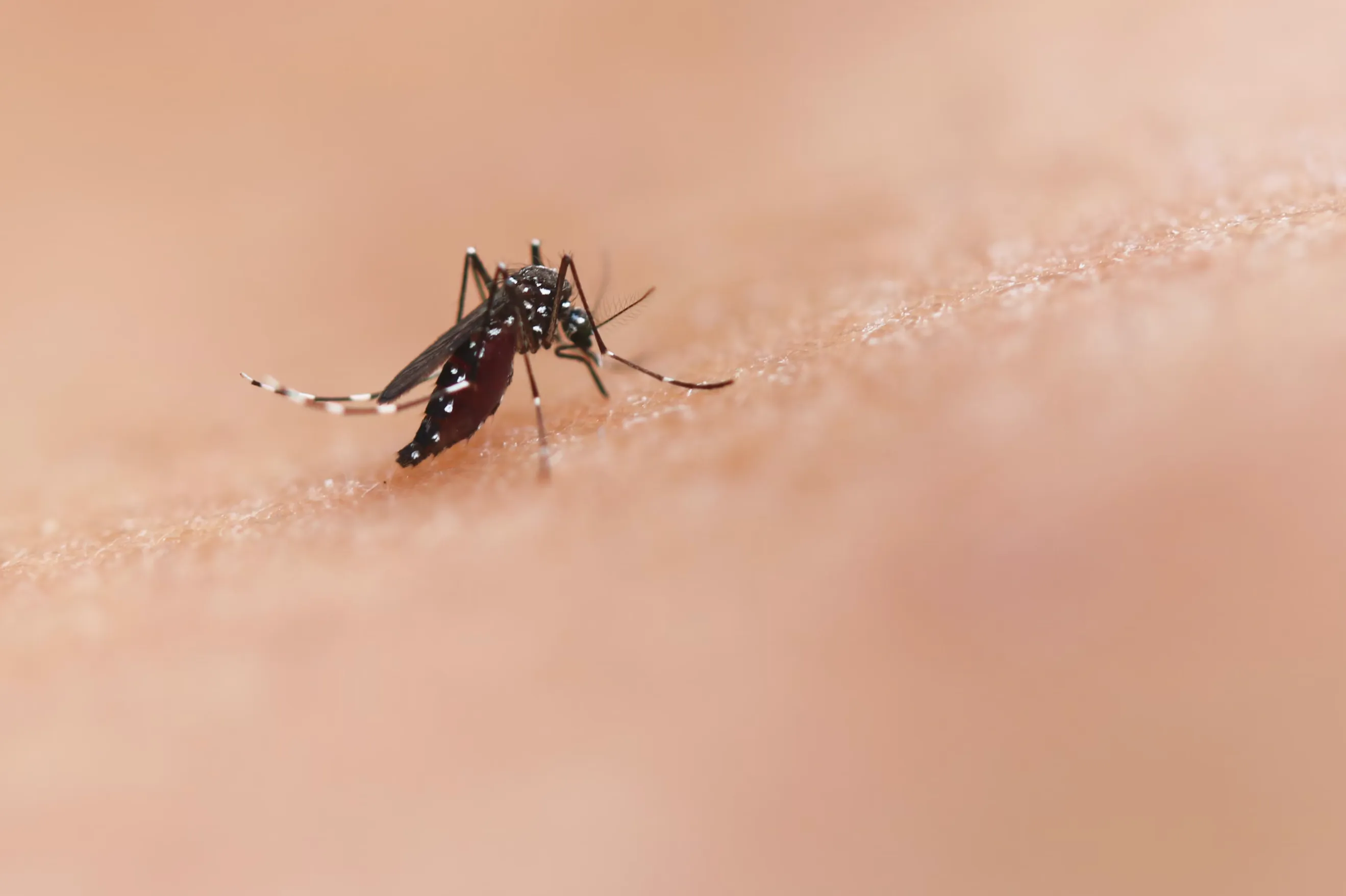Врач рассказал, когда обычный укус комара может привести к страшным последствиям