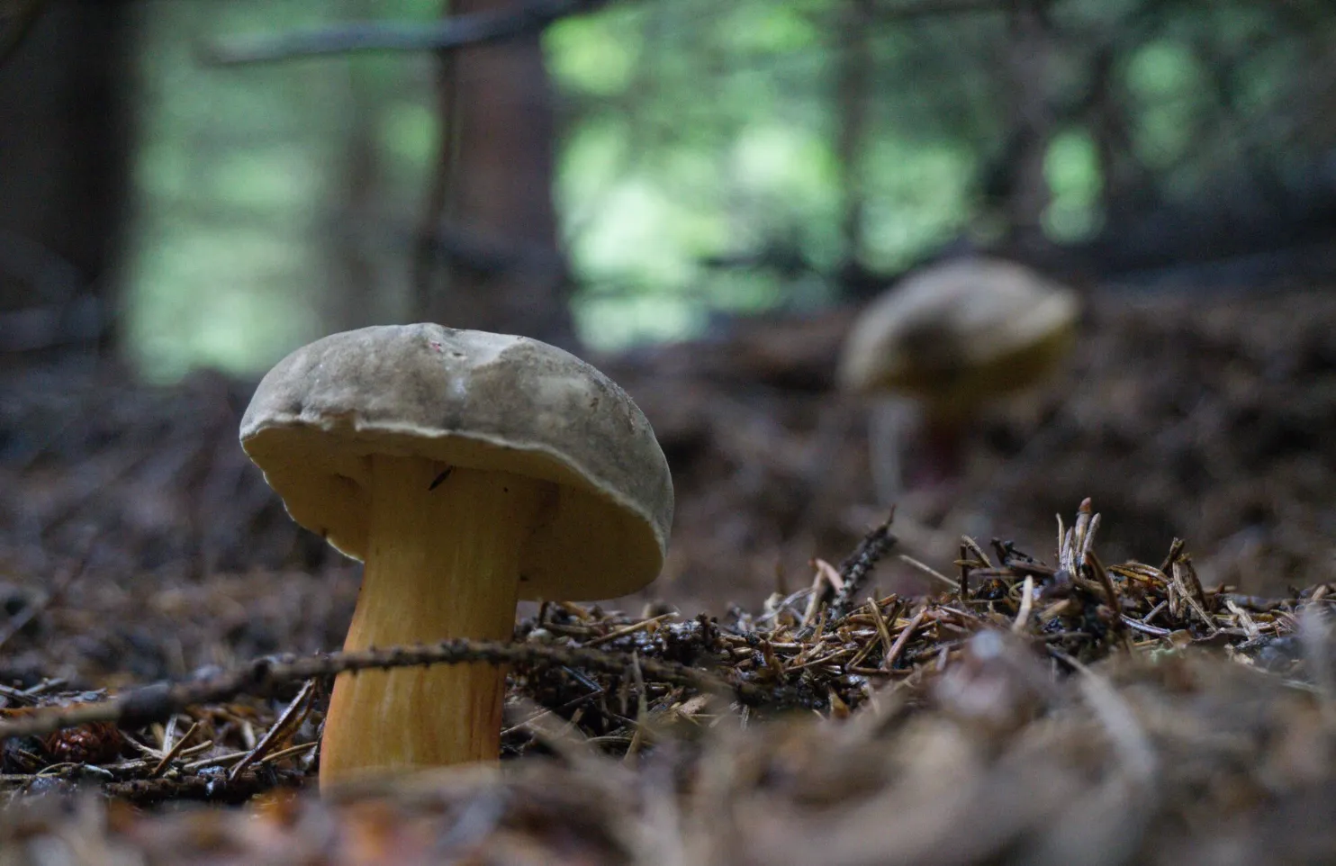 В Хабаровском крае бесследно исчезли двое братьев, ушедших в лес за грибами 