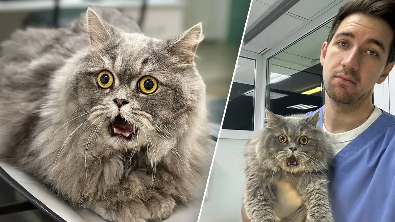 Неудачно зевнул?: Удивлённый кот из Перми с вывихом челюсти покорил сердца пользователей