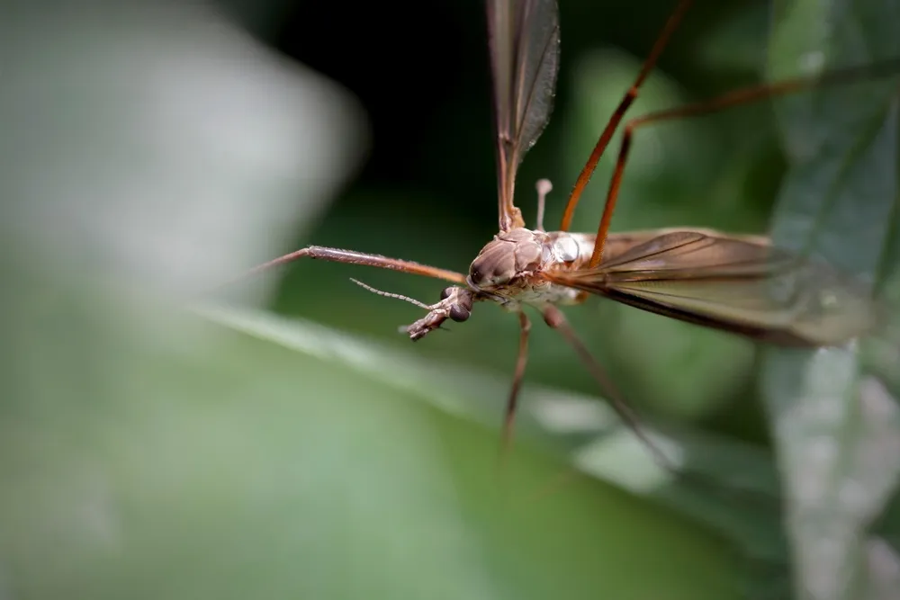 Оводы, слепни и комары: Названы насекомые, чьи укусы могут быть смертельно опасны