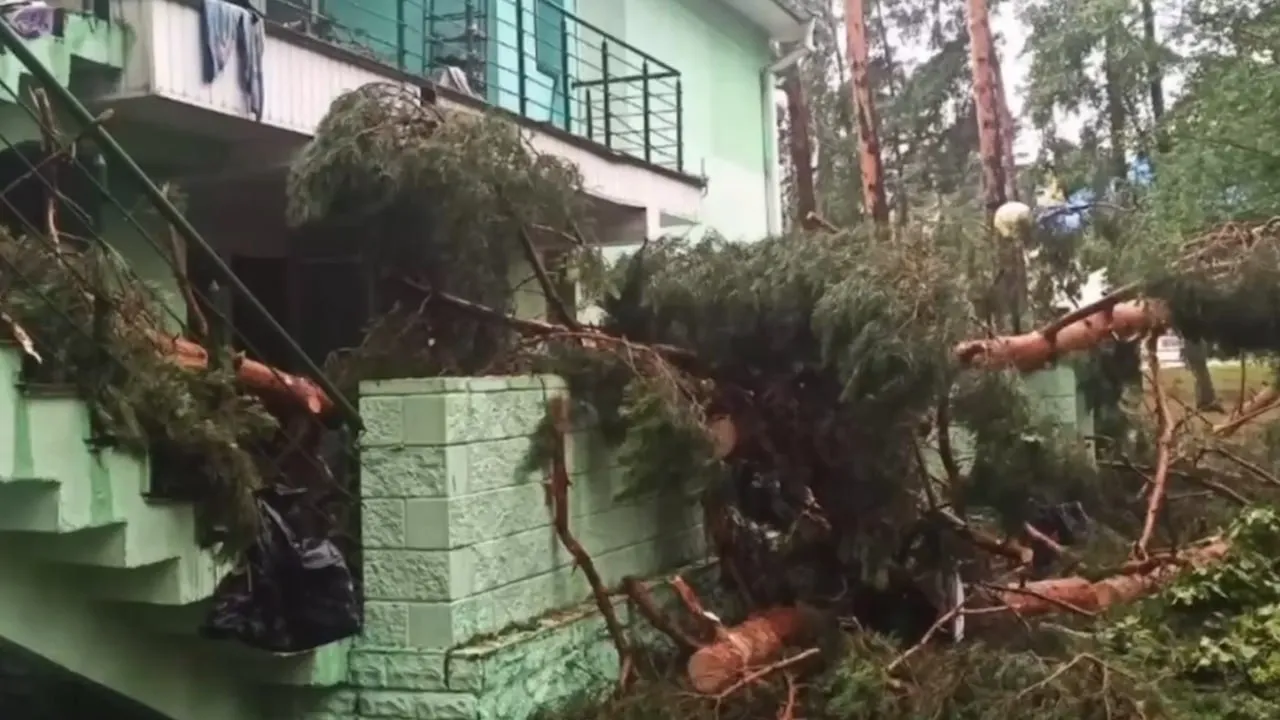 В Белоруссии упавшие деревья убили воспитанника детского лагеря