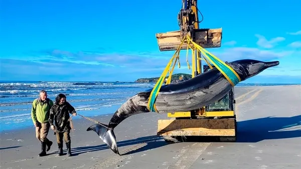 На пляже Новой Зеландии обнаружили труп редкого кита-ремнезуба